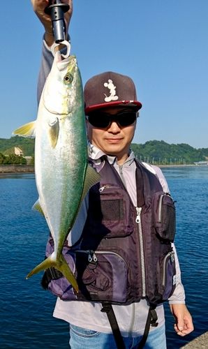 ヤズの釣果