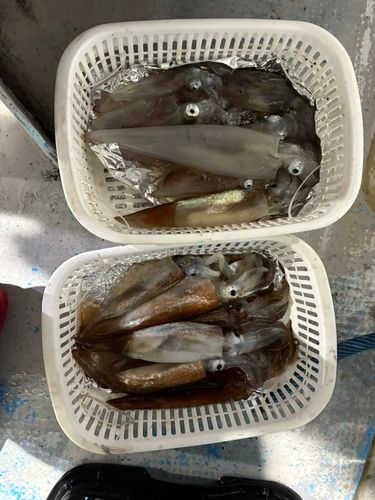 マイカの釣果