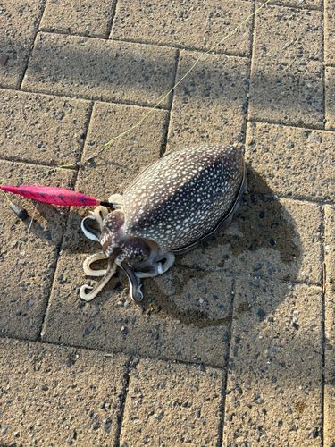 コウイカの釣果