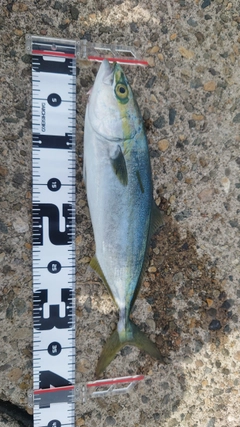 フクラギの釣果