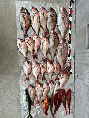タイの釣果