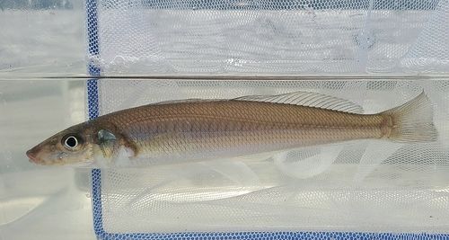 シロギスの釣果