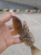 アイナメの釣果
