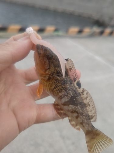 アイナメの釣果