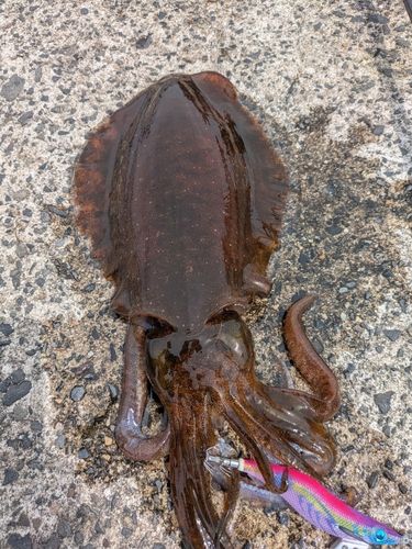 アオリイカの釣果