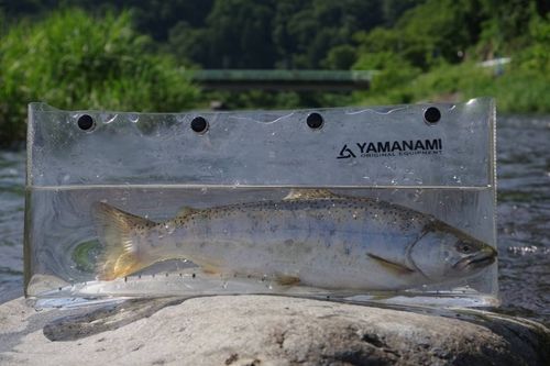 ヤマメの釣果