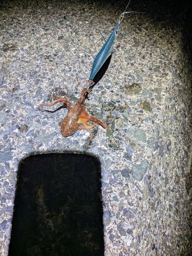 タコの釣果