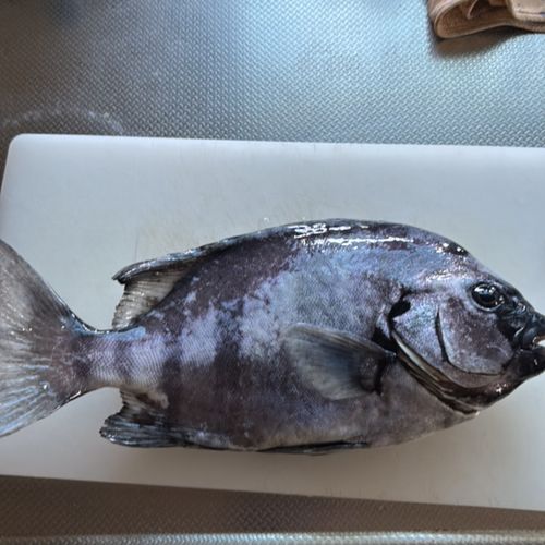 イナダの釣果