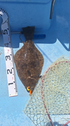 ヒラメの釣果