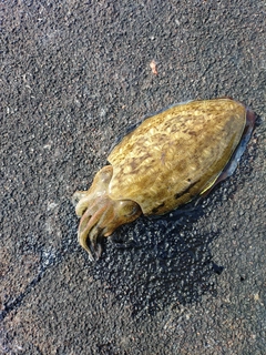 モンゴウイカの釣果