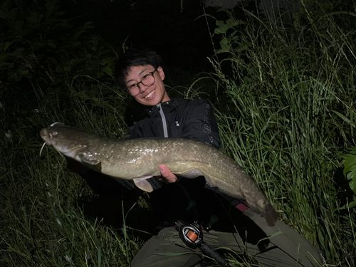 ナマズの釣果
