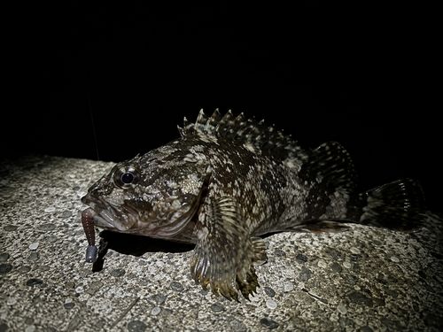 ムラソイの釣果