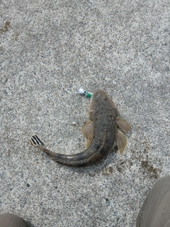 マゴチの釣果
