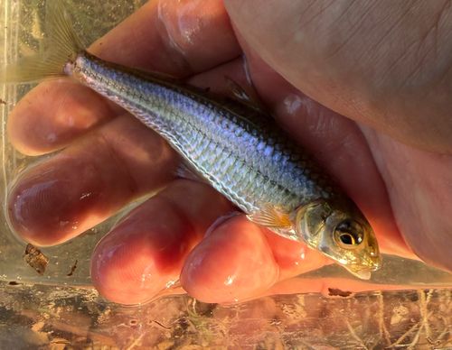 モロコの釣果