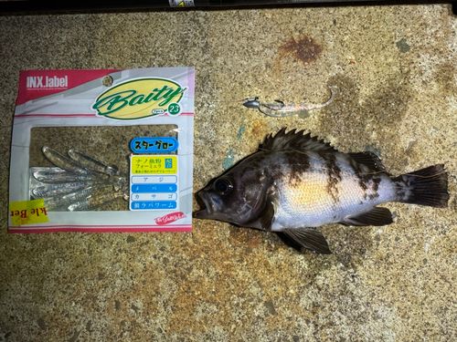 メバルの釣果