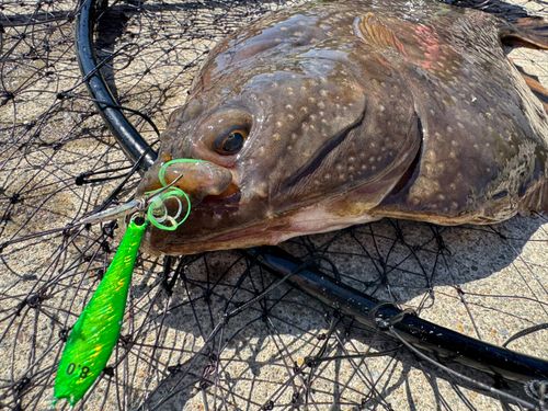 ヌマガレイの釣果