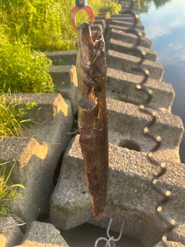 ニホンナマズの釣果