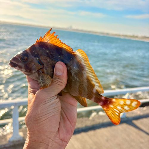 タカノハダイの釣果