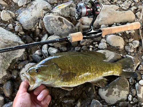 スモールマウスバスの釣果