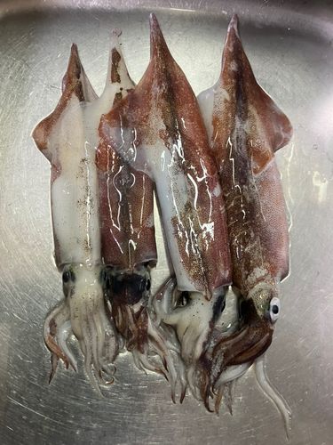 ヤリイカの釣果