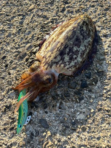 モンゴウイカの釣果