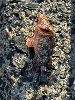 カサゴの釣果