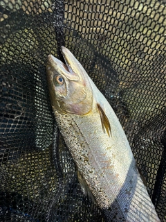 サクラマスの釣果