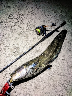 ナマズの釣果