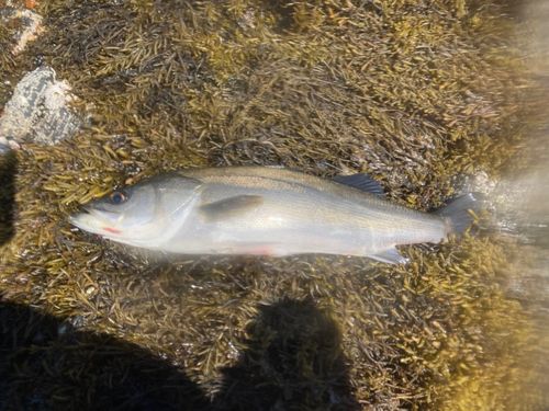 マルスズキの釣果