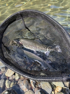 ニジマスの釣果