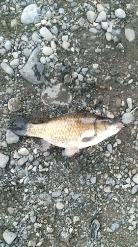 フナの釣果