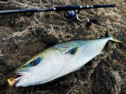 ブリの釣果