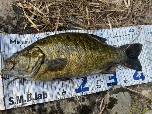 スモールマウスバスの釣果
