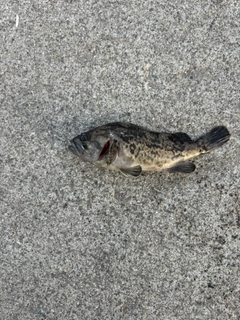 クロソイの釣果