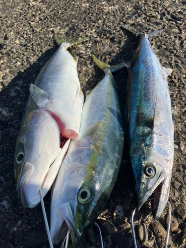 サゴシの釣果