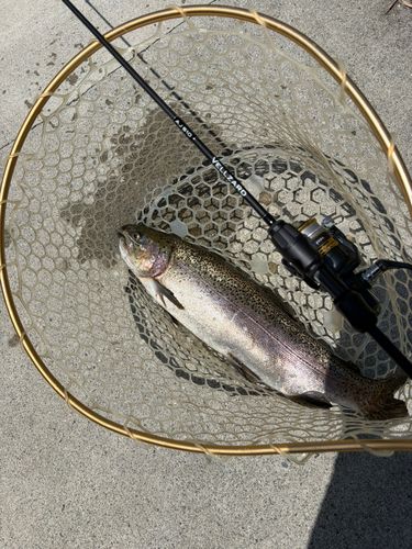 ニジマスの釣果