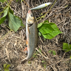 ウグイの釣果