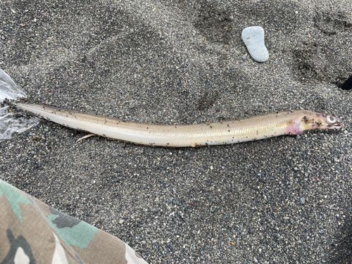 アナゴの釣果