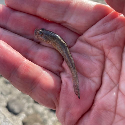 ハゼの釣果