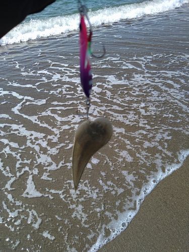 シタビラメの釣果