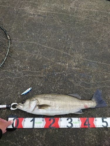 フッコ（マルスズキ）の釣果
