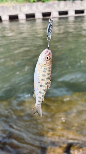 ヤマメの釣果