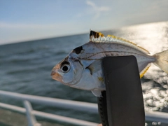 ヒイラギの釣果