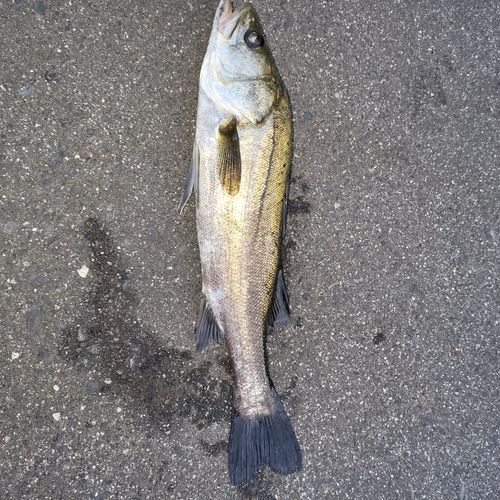 セイゴ（タイリクスズキ）の釣果