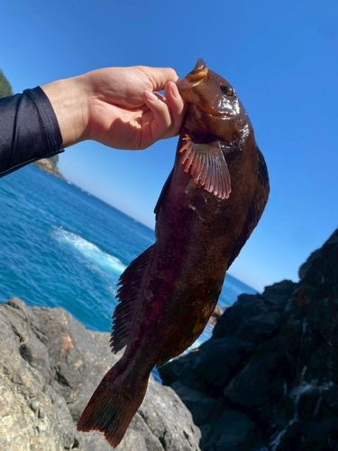 アイナメの釣果