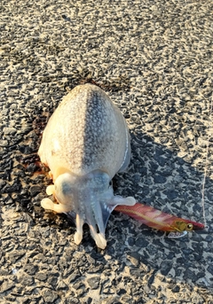 シリヤケイカの釣果