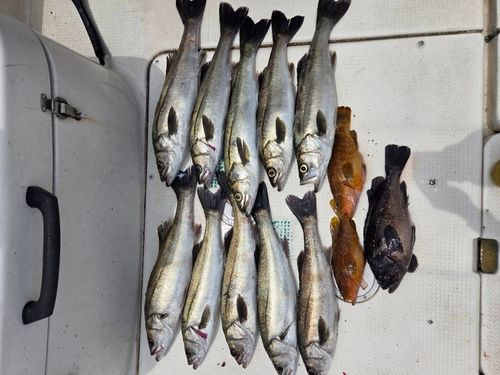 シーバスの釣果