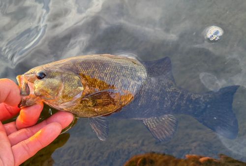 スモールマウスバスの釣果