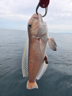 シロアマダイの釣果