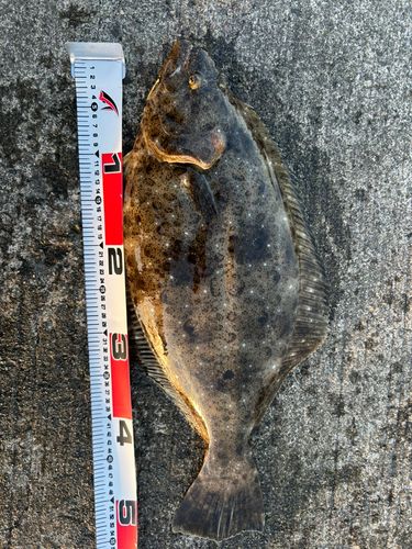 ヒラメの釣果